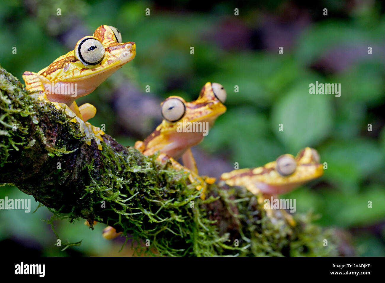 Imbabura Rane di albero (Boana picturatus) appollaiato su un ramo. Bilsa, Esmeraldas, Ecuador. Foto Stock