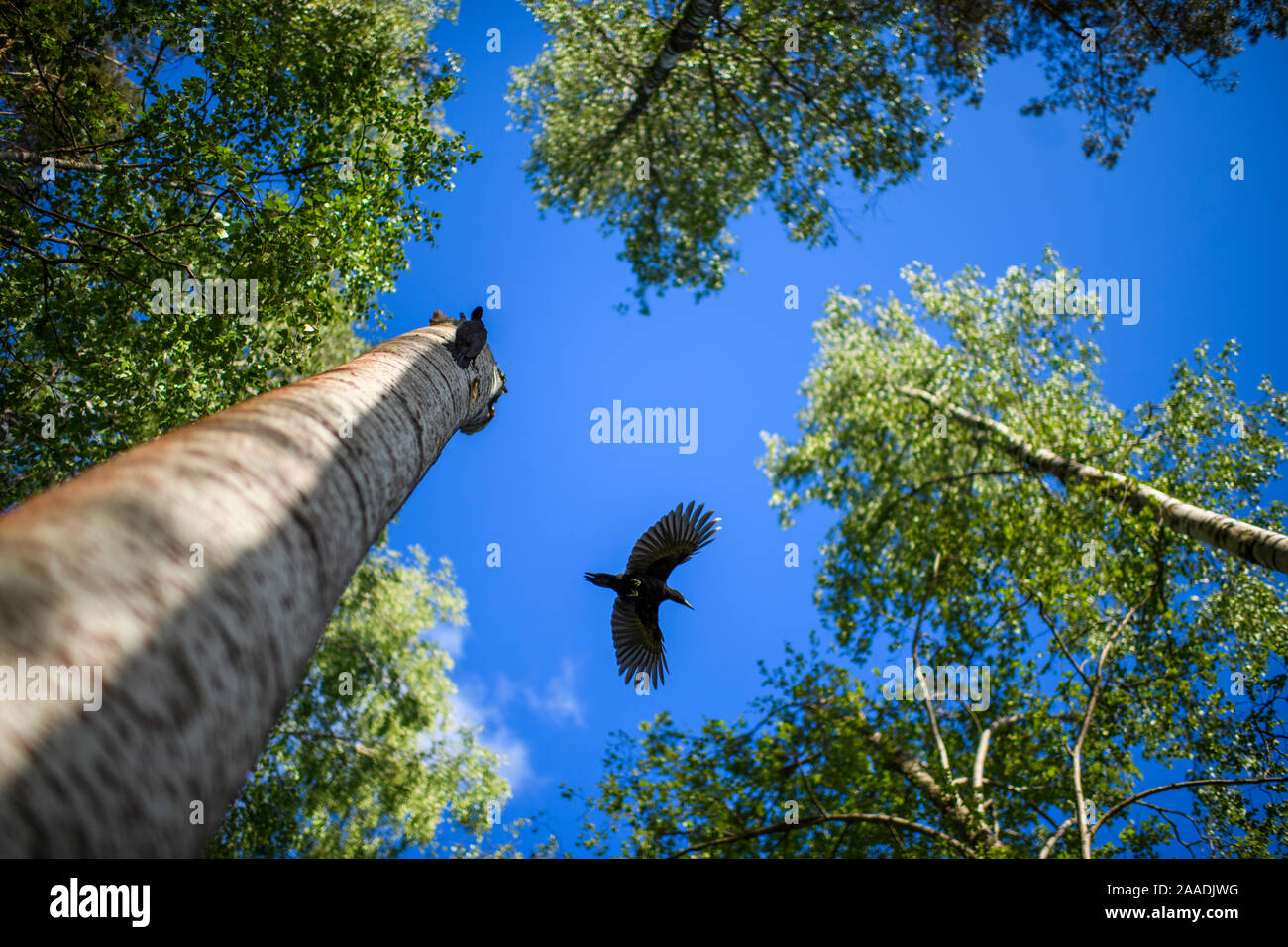 Picchio nero (Dryocopus martius) in volo tra gli alberi, visto dal di sotto, Valga County, Estonia. Giugno. Highly commended nella categoria portafoglio delle Terre Sauvage Natura Immagini Awards 2017. Foto Stock