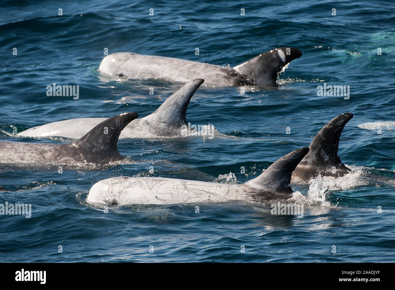 Pod di Risso Dolphin (Grampus griseus) in corrispondenza della superficie, Baja California, Messico. Foto Stock