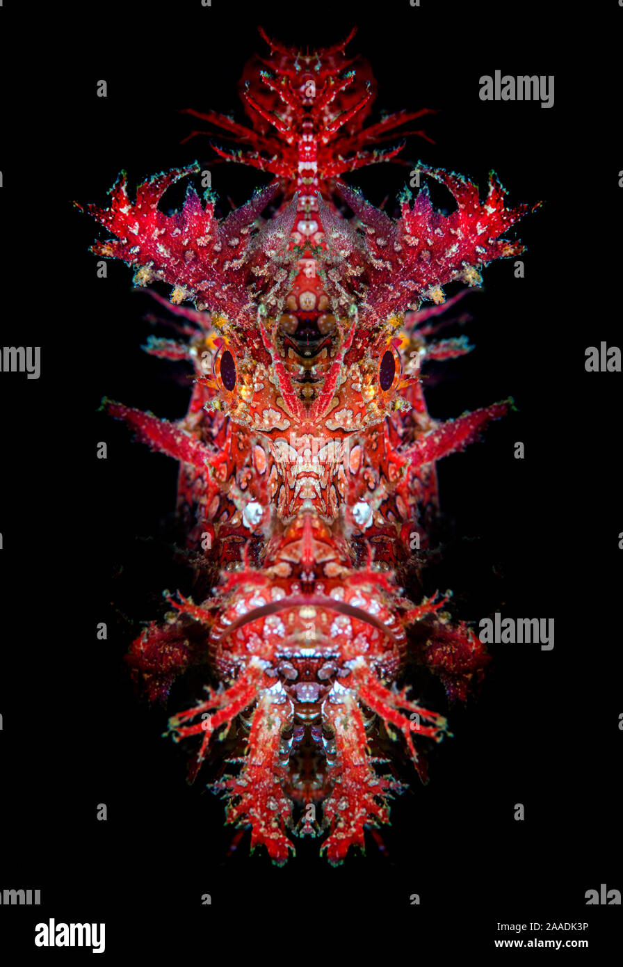 Ritratto di mirroring di Weedy scorfani (Rhinopias frondosa). Bitung, Nord Sulawesi, Indonesia. Lembeh strait Molucca Sea. Manipolati digitalmente (la faccia viene riflessa verso il basso a metà linea). Foto Stock