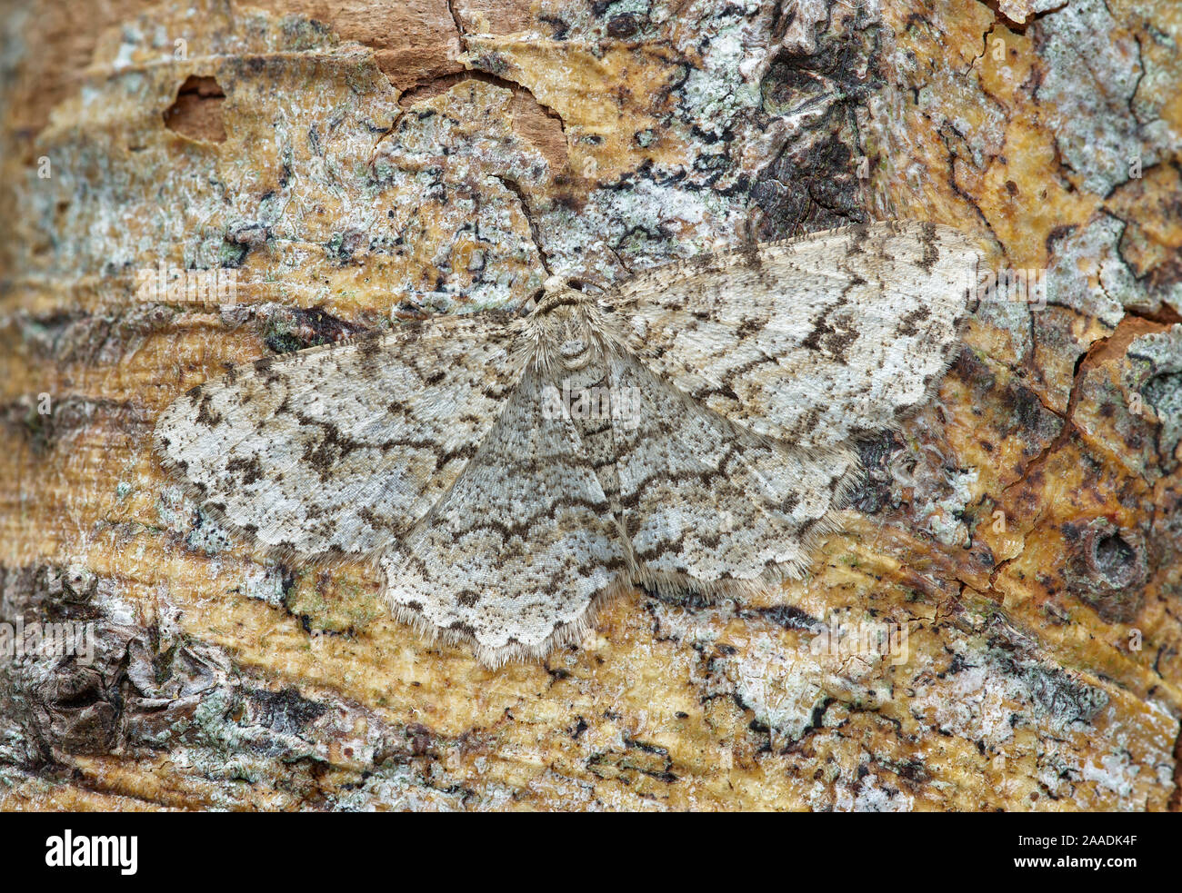 Munito di granitura tarma (Ectropis crepuscularia) mimetizzata sul tronco di albero, Fiume Bann Banbridge, County Down, Irlanda del Nord. Foto Stock