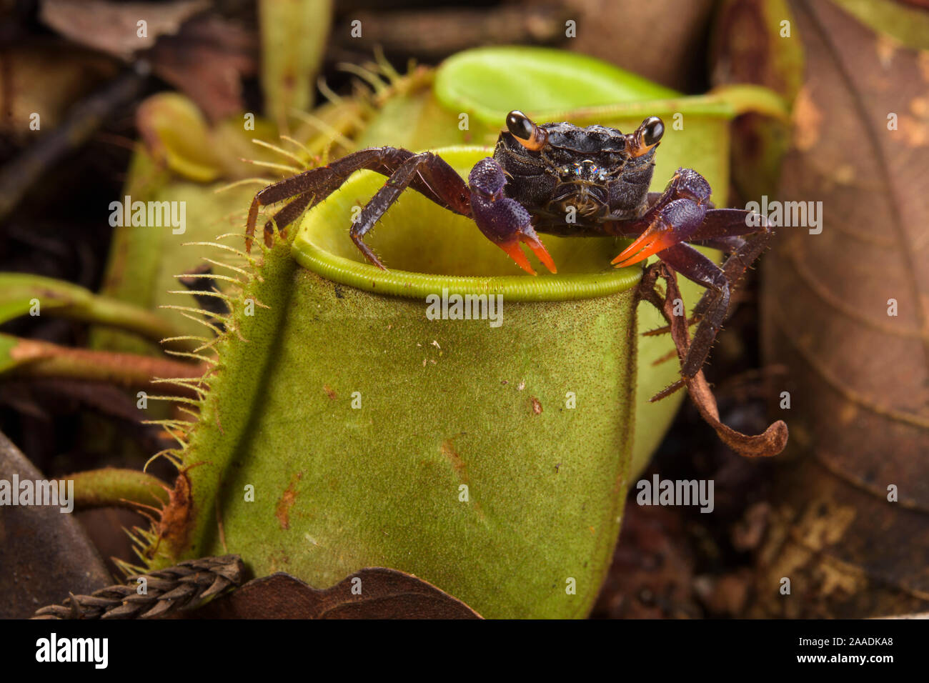 Il granchio terrestre (Geosesarma sp.) che le incursioni pianta brocca (Nepenthes ampullaria) per preda di Sarawak, nel Borneo. Foto Stock