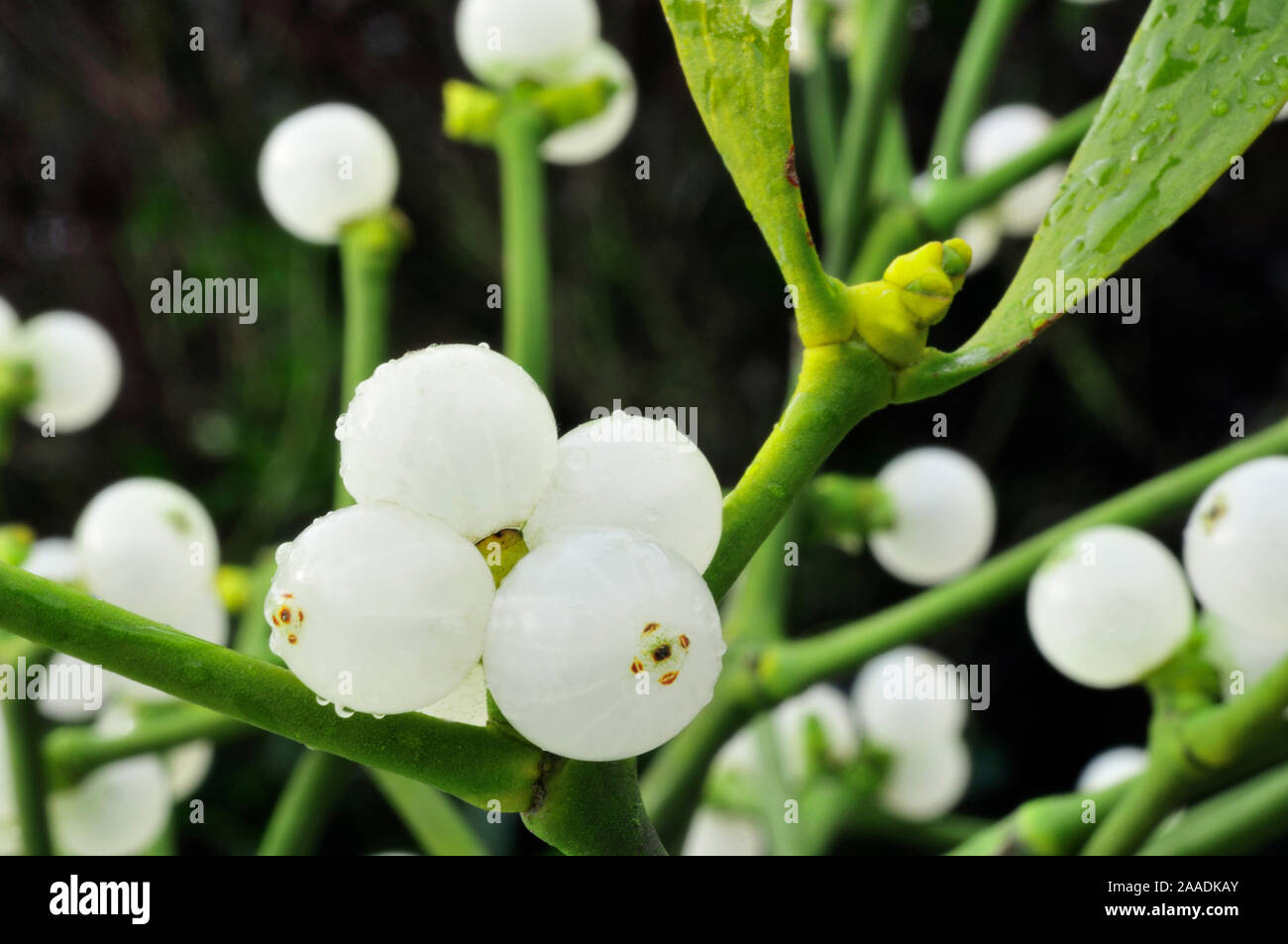 Vischio (Viscum album) close-up di bacche, Inghilterra, Dicembre. Foto Stock