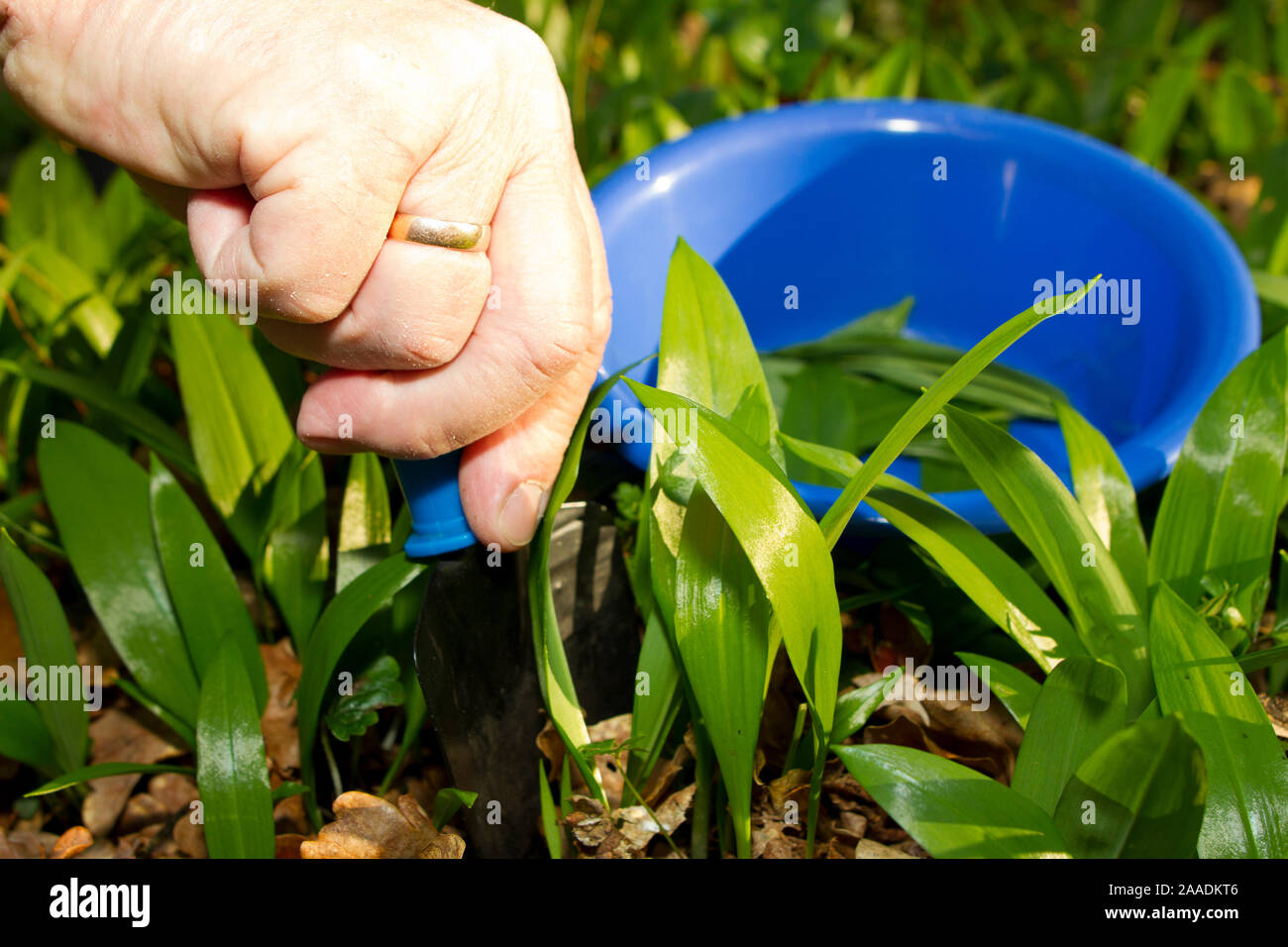 Mann sticht Bärlauch, Allium ursinum Foto Stock