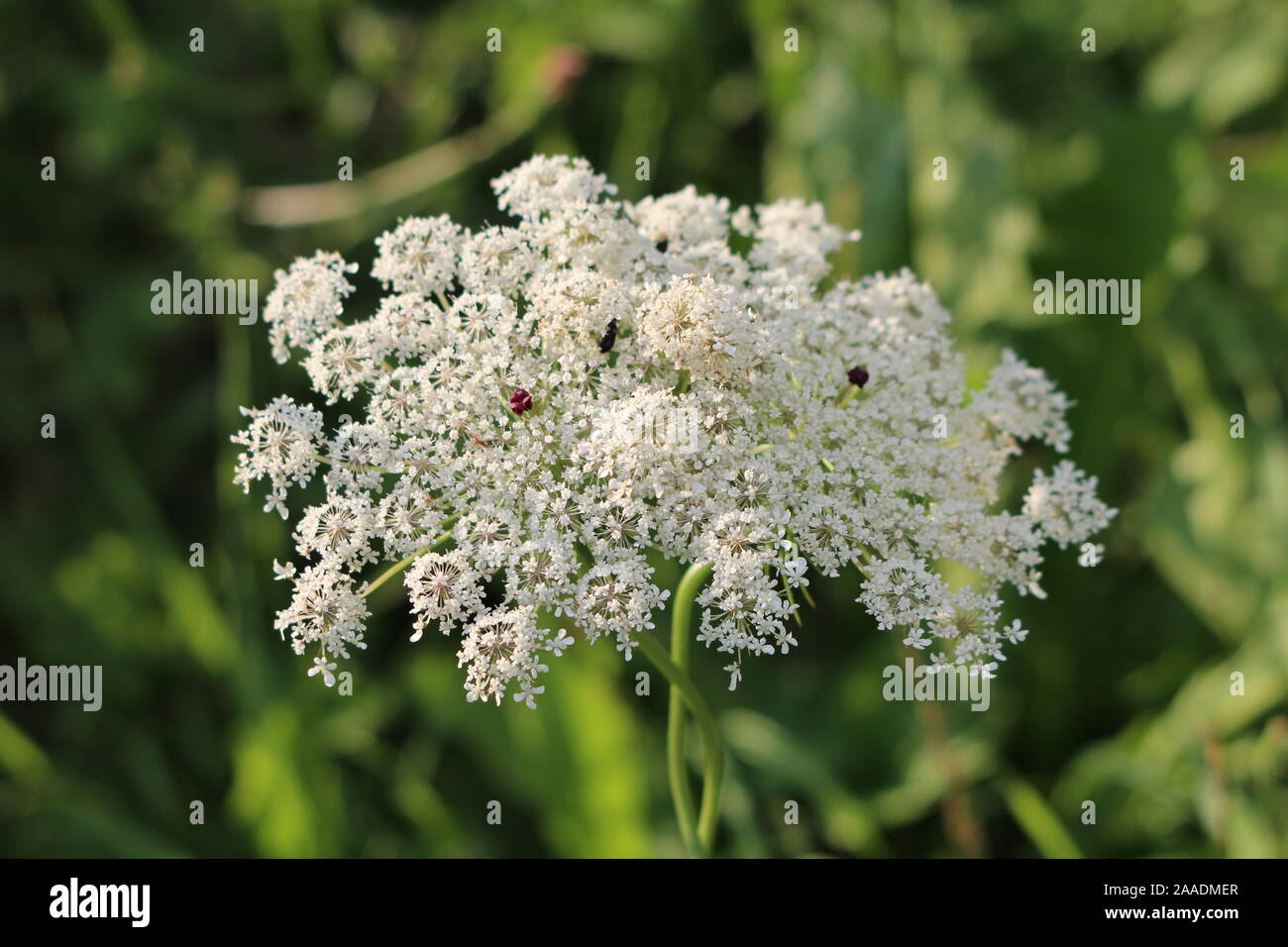 Grandi selvatici o di carota Daucus carota o nido di uccelli o i Vescovi pizzi o Queen Annes biennale di pizzo pianta erbacea con open blooming fiore bianco testa Foto Stock