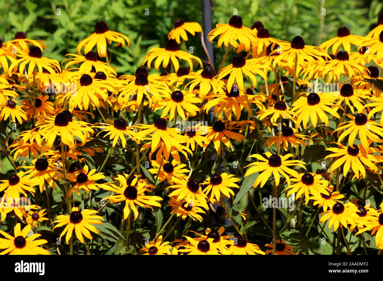 Strati di densamente piantati black-eyed Susan o Rudbeckia hirta o marrone-eyed Susan o Brown Betty o Gloriosa daisy o Golden Gerusalemme Foto Stock