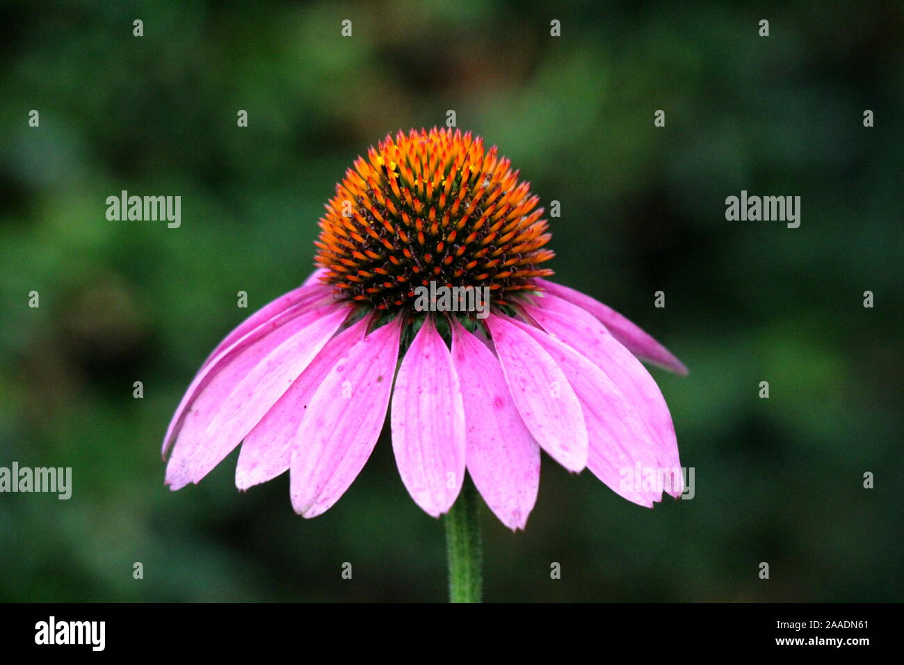 A stretta lasciava purple coneflower o Echinacea angustifolia o Blacksamson echinacea porpora brillante fiore perenne con pungenti e marrone scuro a rosso Foto Stock