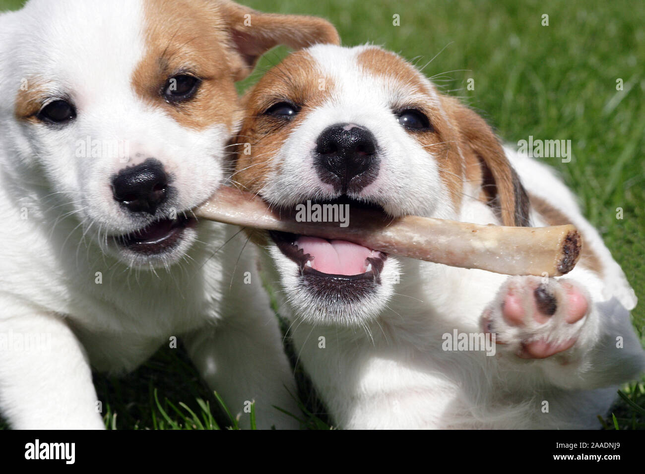 Zwei junge Jack-Russell-Welpen beißen in Knochen Foto Stock