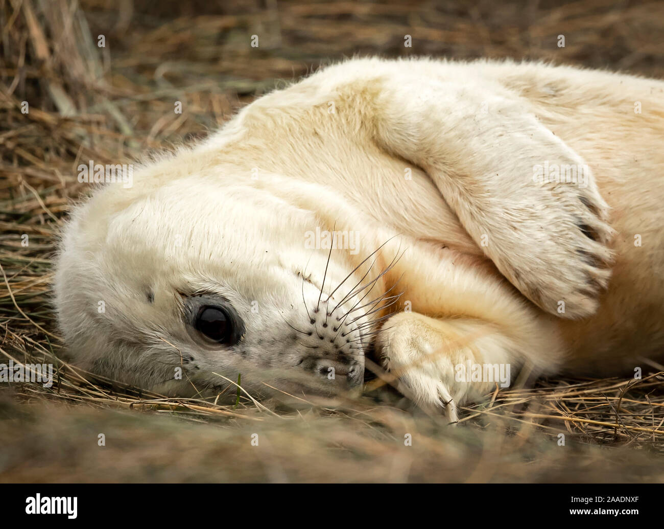 Un cucciolo di foca pup, come le foche grigie ritorno alla Donna Nook Riserva Naturale Nazionale in Lincolnshire, dove essi giungono ogni anno alla fine di ottobre, novembre e dicembre per dare nascita. Foto Stock