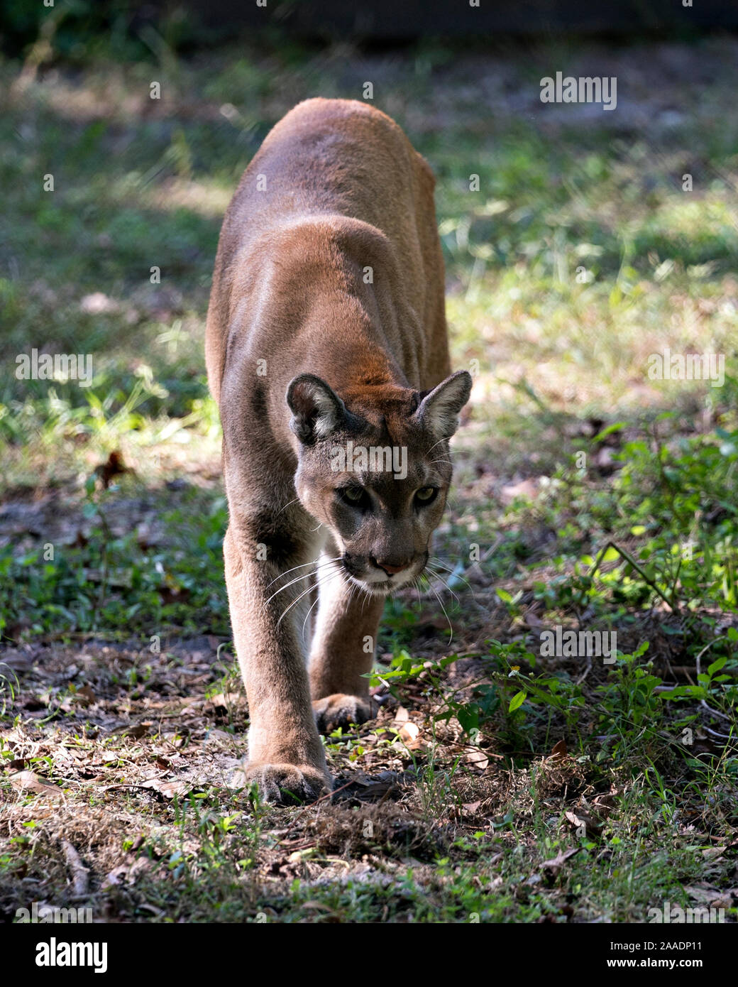 Florida Panther camminando e guardando la telecamera nel suo ambiente mentre esponendo il suo corpo, testa, le orecchie, gli occhi, il naso, zampe. Foto Stock