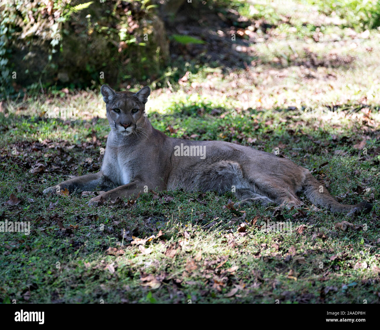 Florida animale pantera appoggiata nel suo ambiente mentre esponendo il suo corpo, testa, le orecchie, gli occhi, il naso, zampe, coda. Foto Stock
