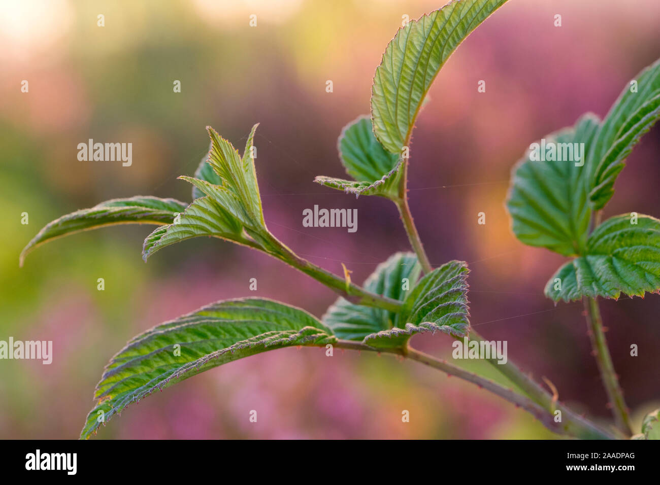 Himbeere, Rubus idaeus, Ordnung Doldenblütlerartige (Apiales), Familie Doldenblütler (Apiaceae), Unterfamilie Saniculoideae Foto Stock