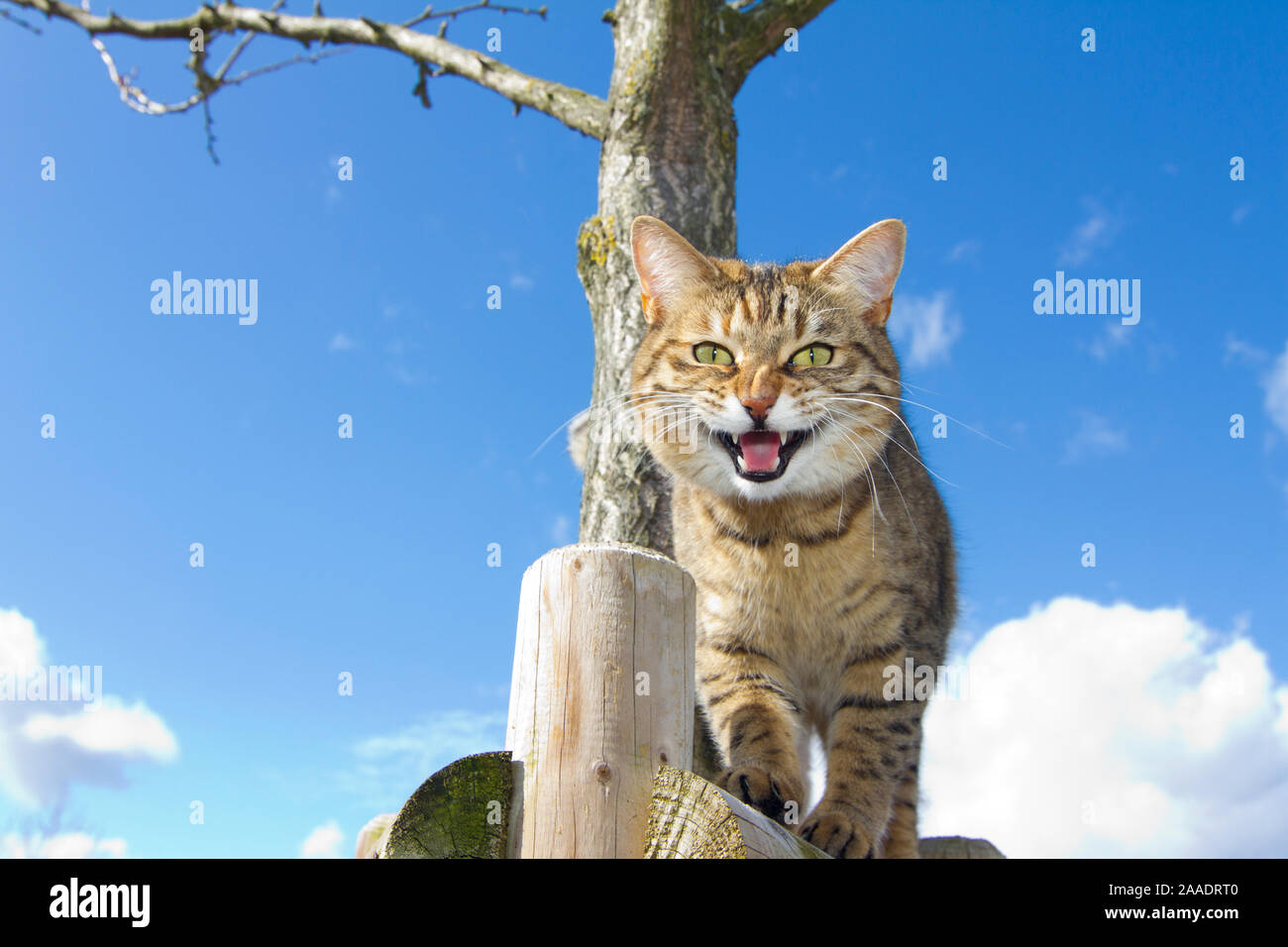 Katze auf Baum Foto Stock