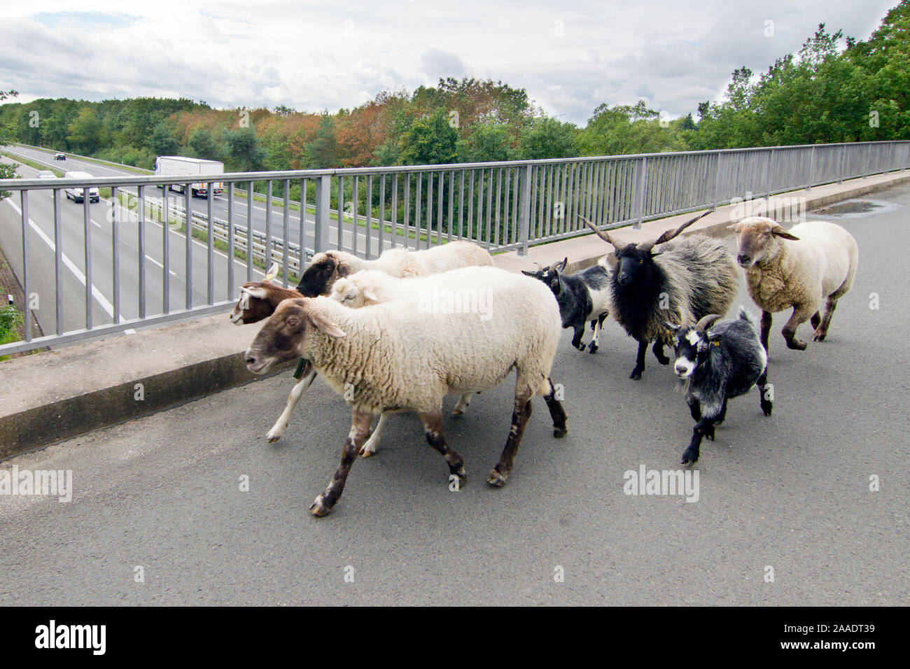 Schafe auf Autobahnbrücke Foto Stock