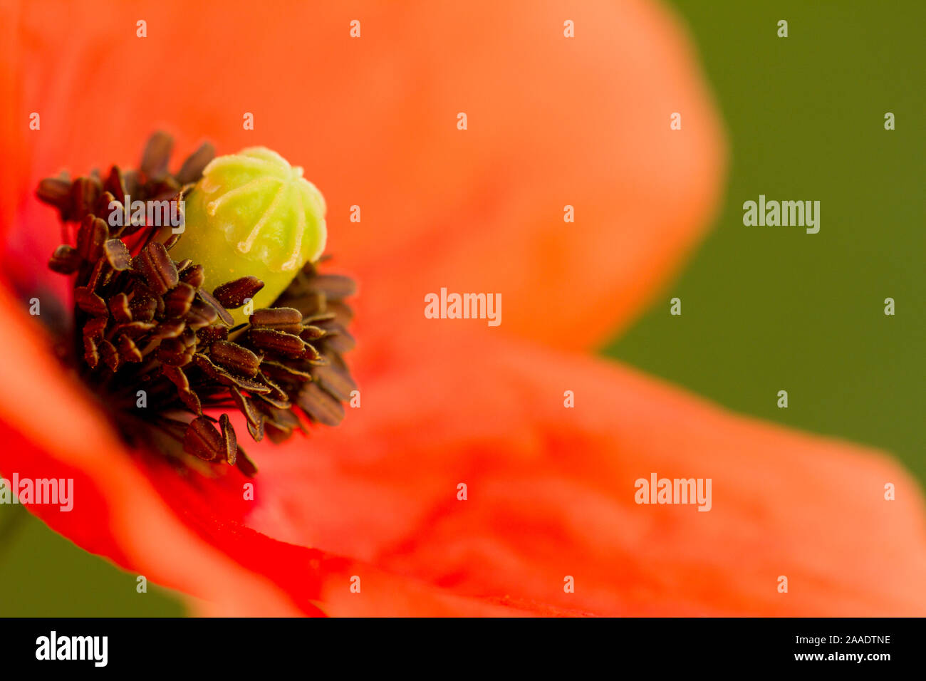 Mohn (Papaver),Familie der Mohngewächse (Papaveraceae) Foto Stock