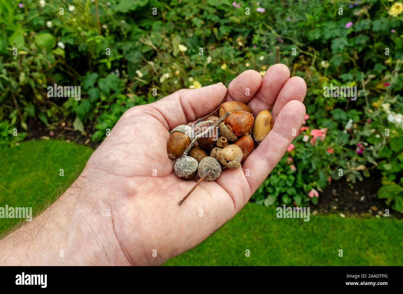 Primo piano di persona uomo che detiene raccolta raccolta di acorn semi di albero di acorns in autunno Inghilterra Regno Unito Regno Unito GB Gran Bretagna Foto Stock