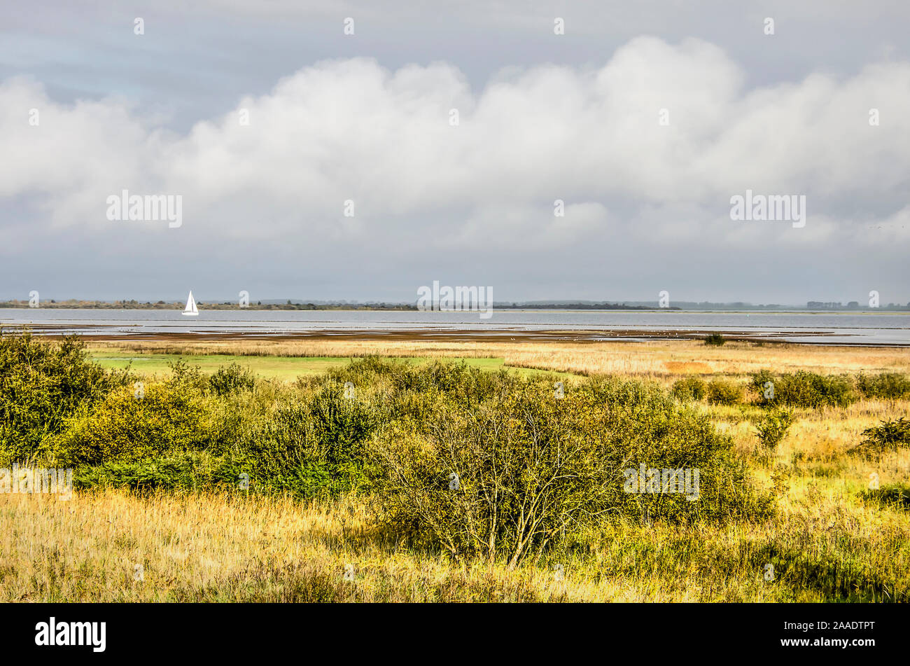 Vista dalla diga sulla costa nord dell'isola di Schouwen-Duiveland, Paesi Bassi verso gli arbusti ed erbe sulle adiacenti zone umide e lak Foto Stock