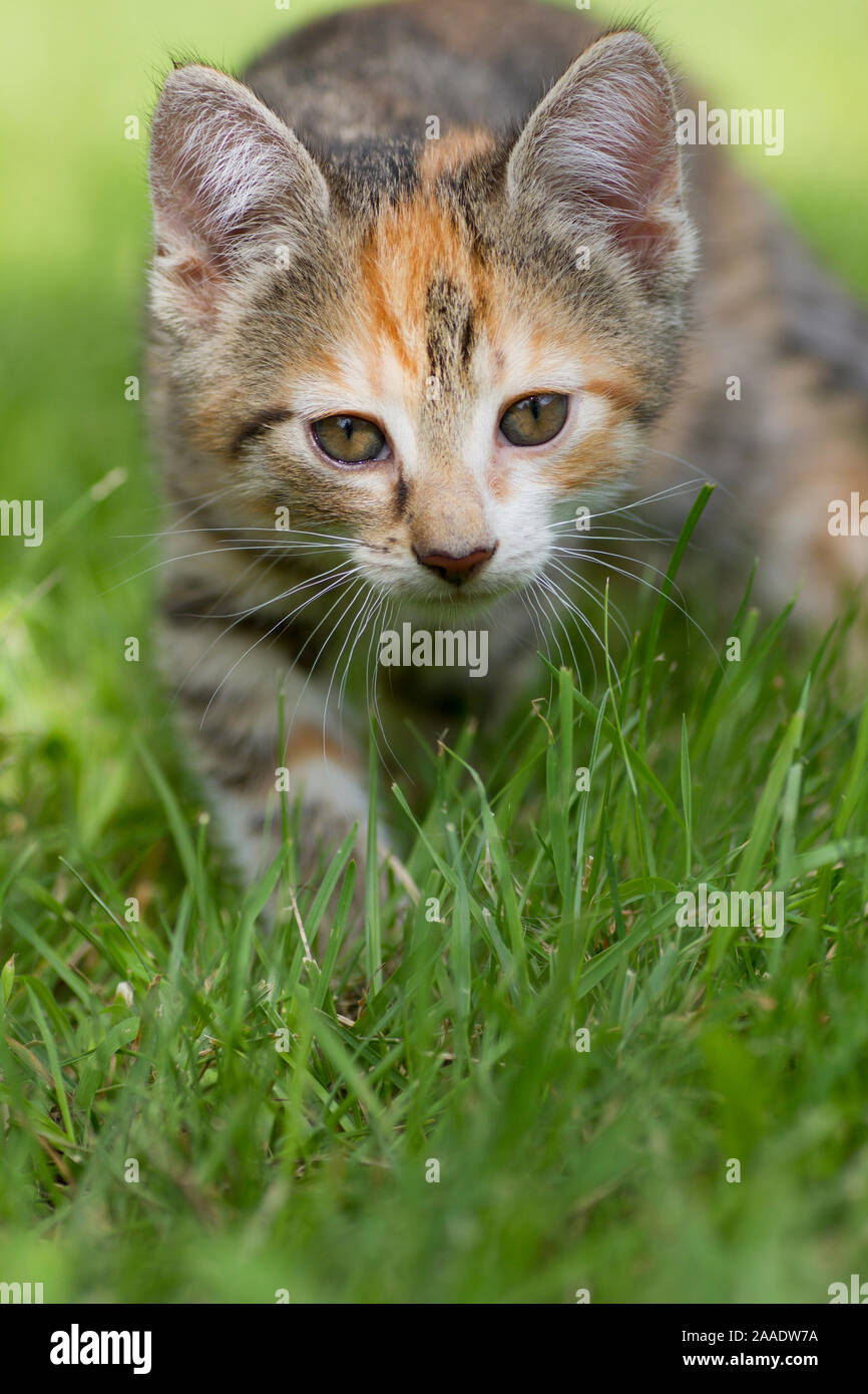 Jagende Katze Foto Stock