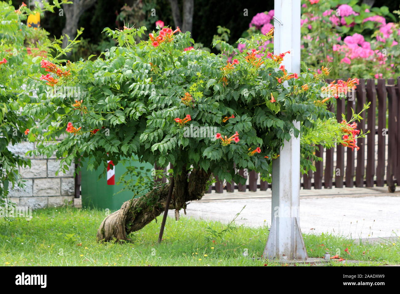 Ritorto albero decorativo come vecchio vitigno a campana o Campsis radicans o a tromba del superriduttore o della mucca prurito vine o Hummingbird vine fioritura deciduo woody Foto Stock
