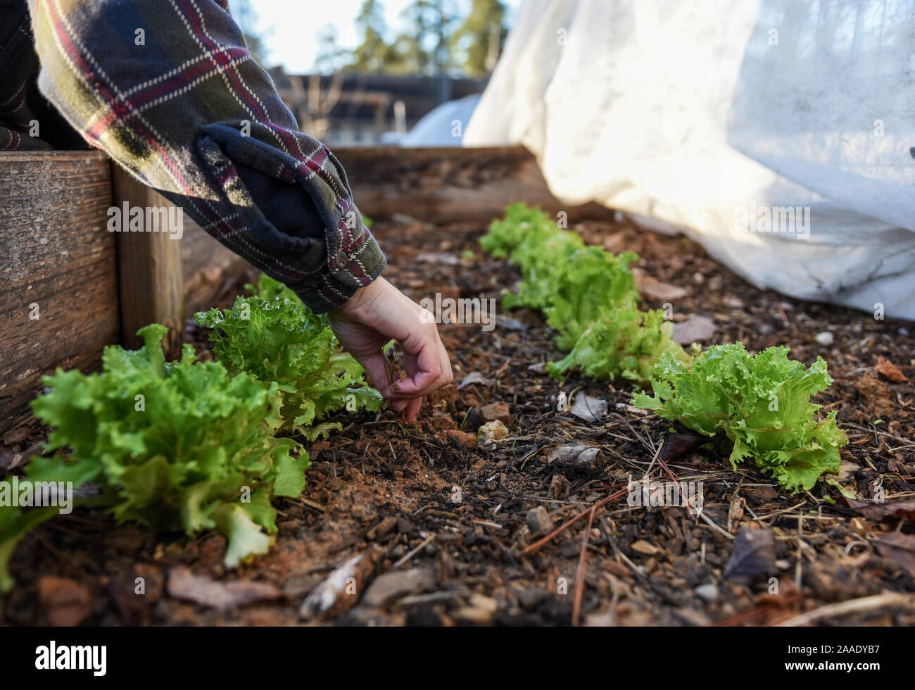 Inverno foto di giardinaggio in un giardino locale incentrata sulla sostenibilità e la sicurezza alimentare nella Comunità. Foto Stock