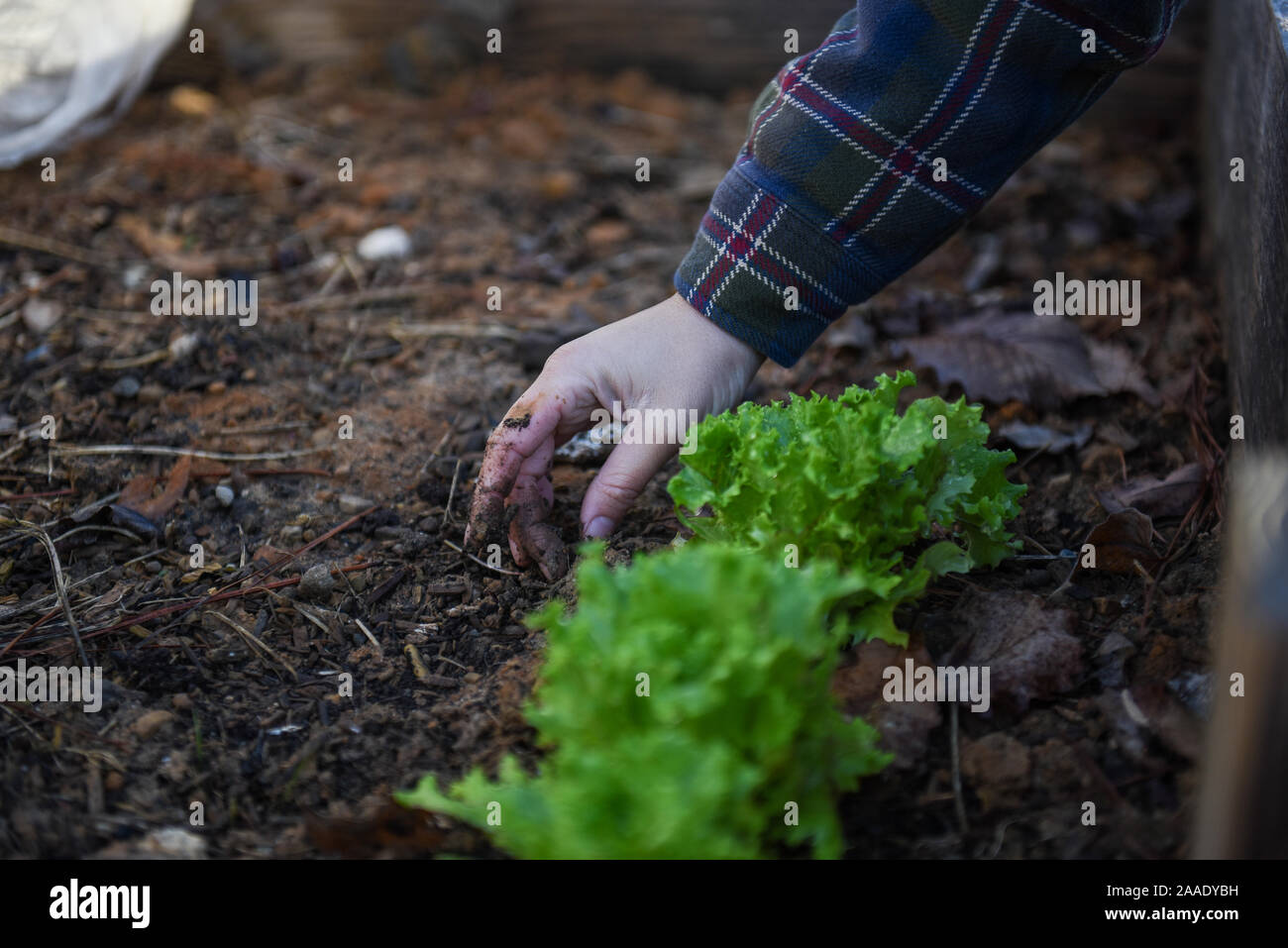 Inverno foto di giardinaggio in un giardino locale incentrata sulla sostenibilità e la sicurezza alimentare nella Comunità. Foto Stock