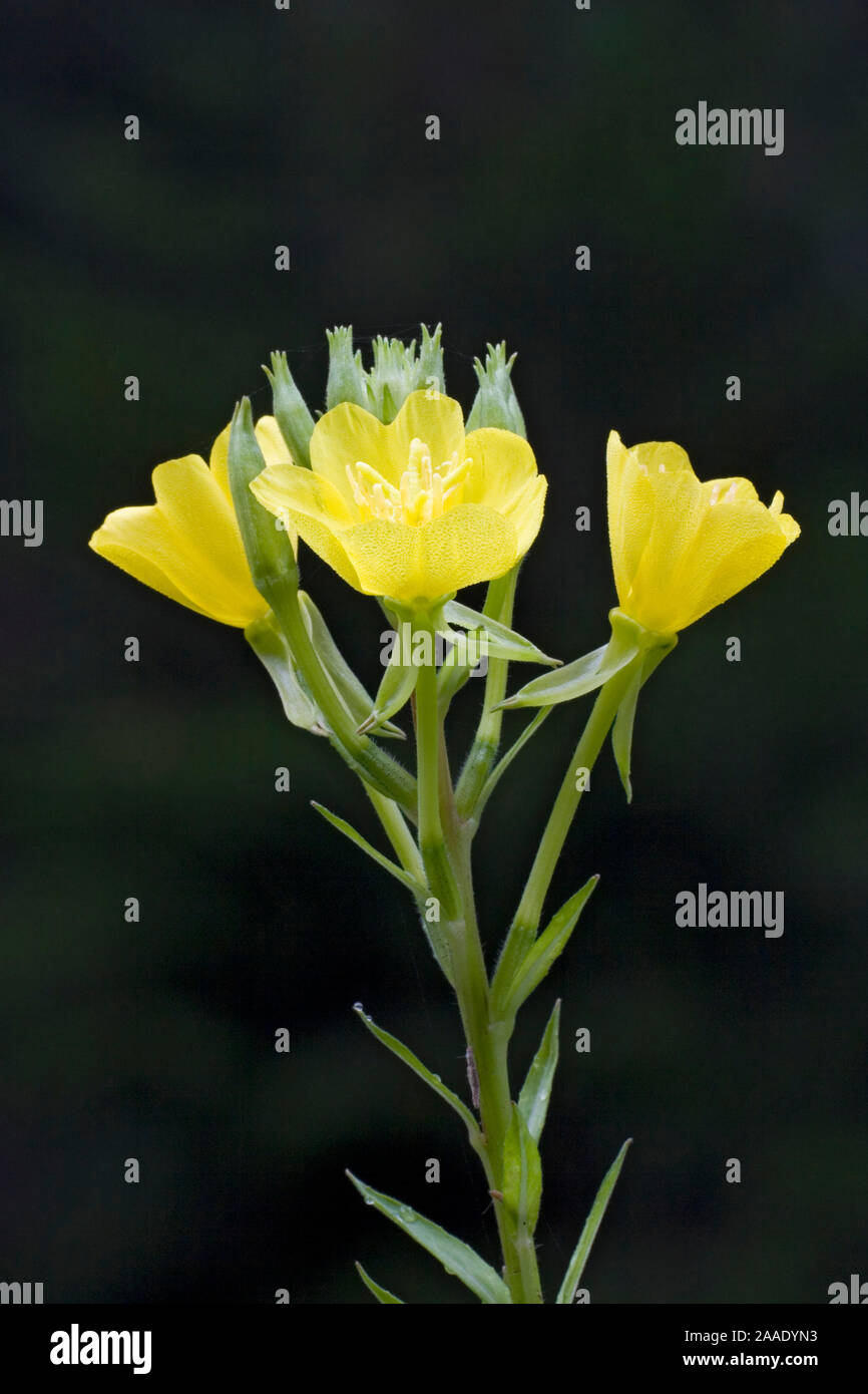Gewöhnliche Nachtkerze,Oenothera biennis Foto Stock