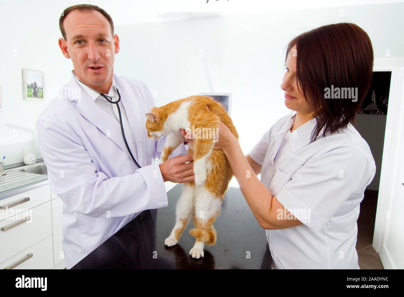 Tierarzt und Assistentin untersuchen Katze (MR) Foto Stock