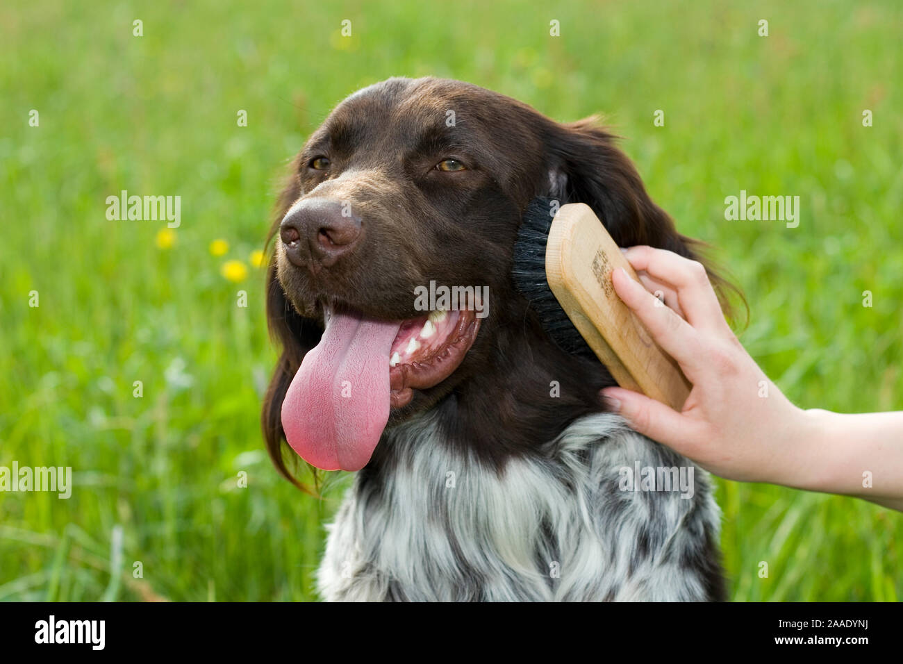 Kleiner Münsterländer Foto Stock