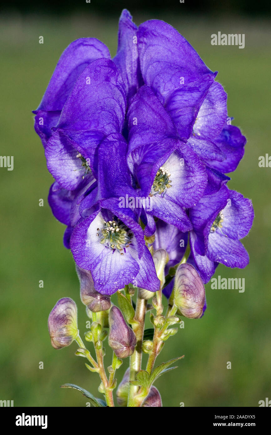 Herbsteisenhut, Aconitum carmichaelii, Giftpflanze,Heilpflanze; Ordnung: Hahnenfußartige(Ranunculales), Familie: Hahnenfußgewächse (Ranunculaceae),Mö Foto Stock