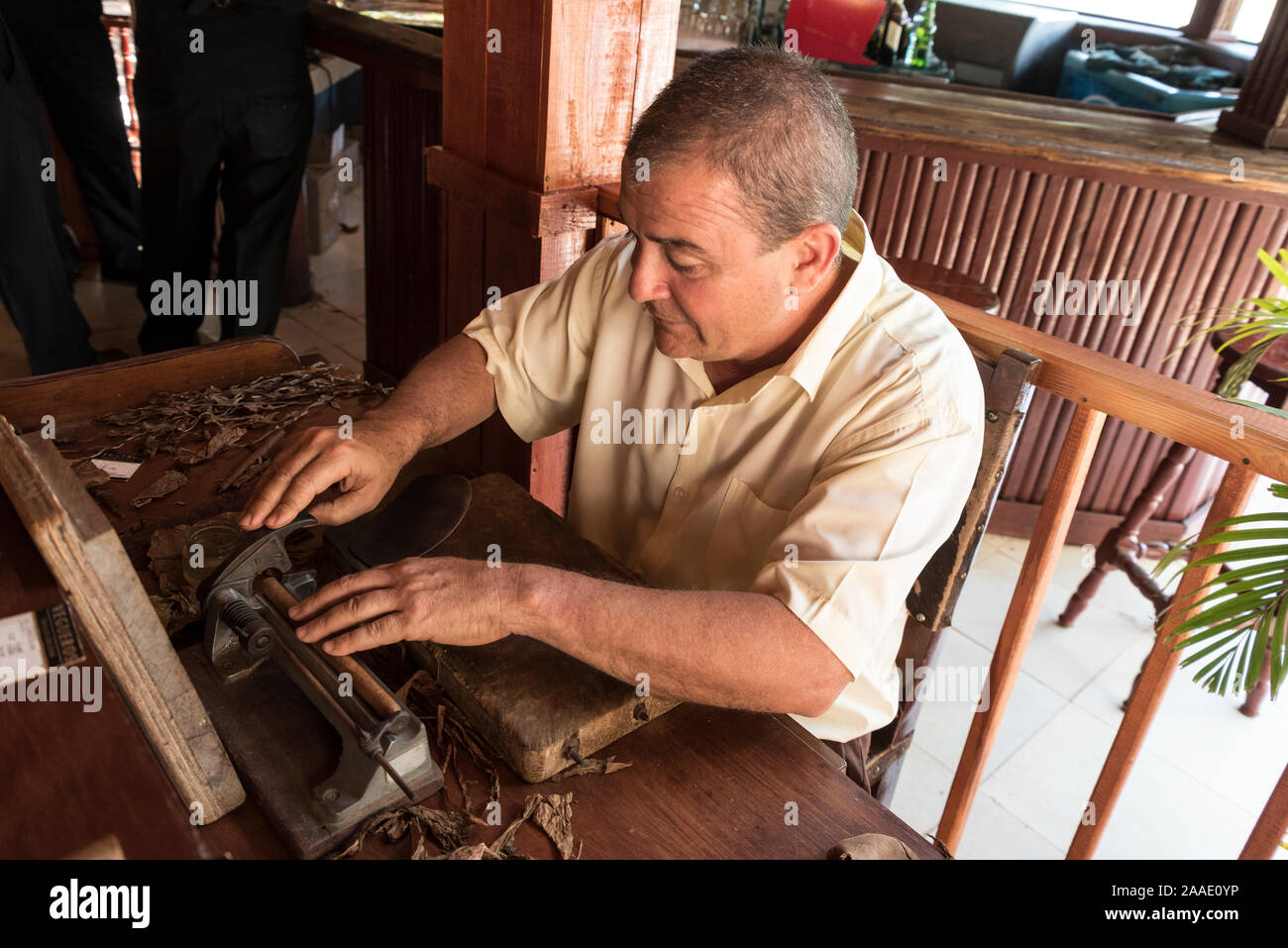 Un torcedor (rullo di sigari) tagliando le estremità di un sigaro di fatti a mano su un grande più bella al suo banco di lavoro in corrispondenza di una produzione di tabacco azienda agricola nella Valle de Vinales, Foto Stock
