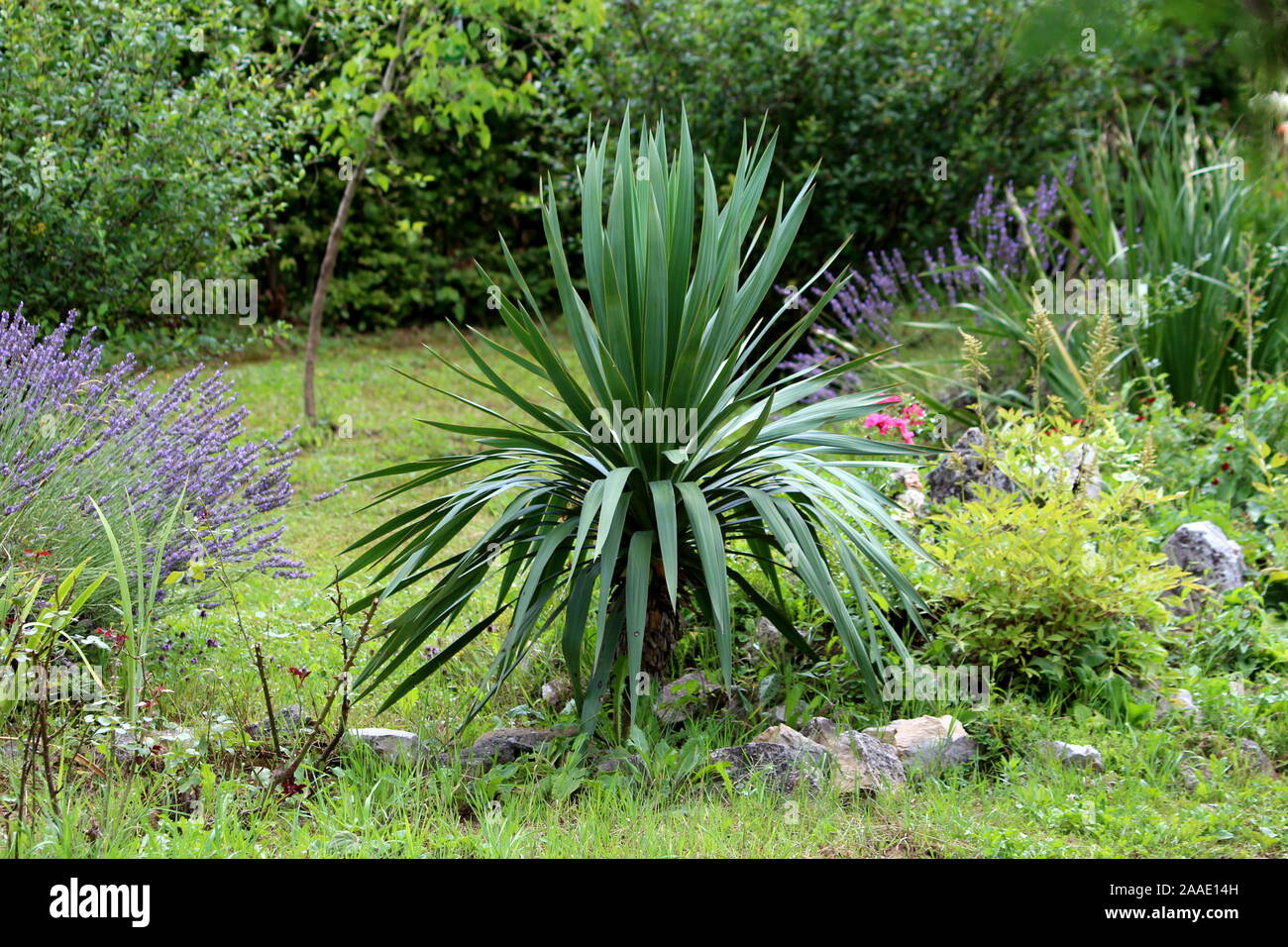 Yucca perenne impianto ad albero con lunghi evergreen resistente a forma di spada lascia crescere in casa locale giardino circondato da erba non tagliata e altre piante Foto Stock