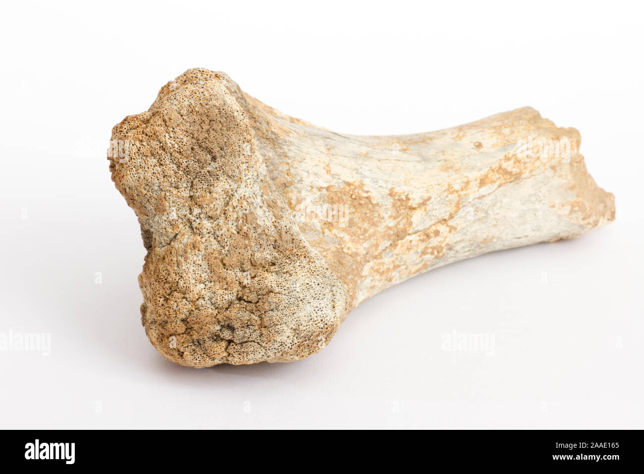 Knochen eines Höhlenbären, Ursus spelaeus,Fundort: Schwäbische Alb Foto Stock