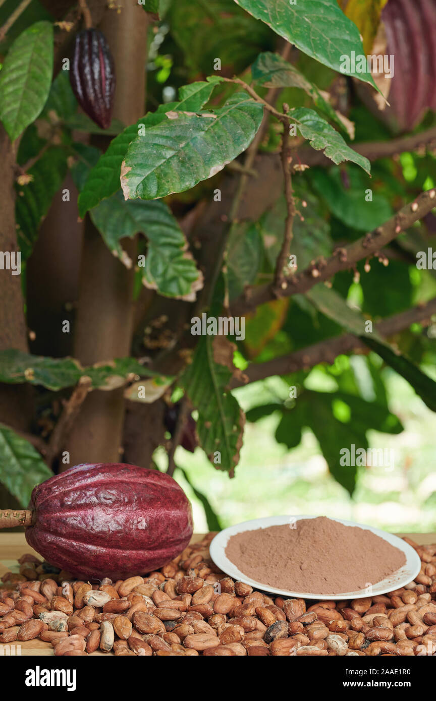 Fattoria di cacao sfondo. Giardino di alberi di cacao Foto Stock