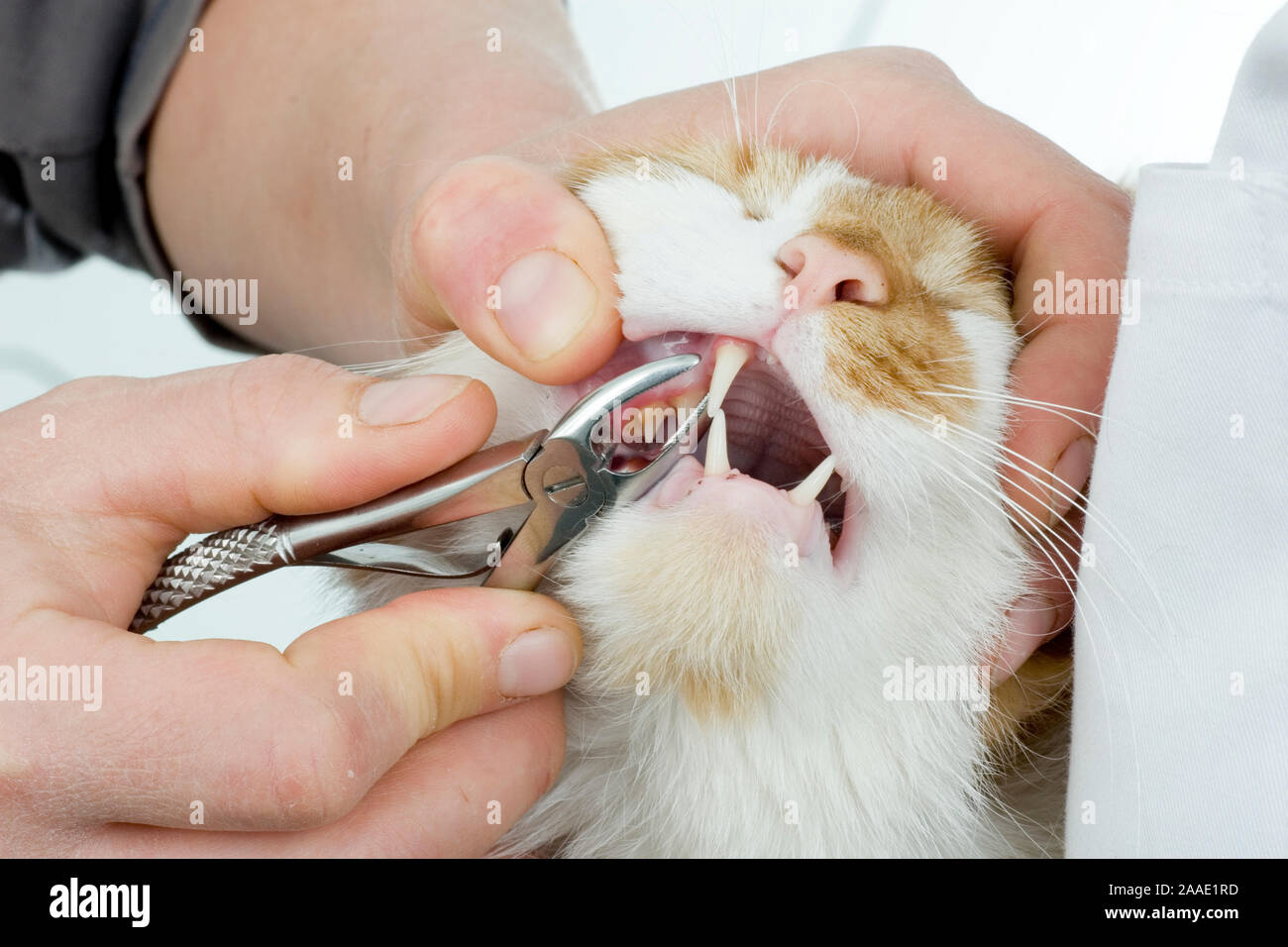 Katze bekommt Zahn gezogen Foto Stock