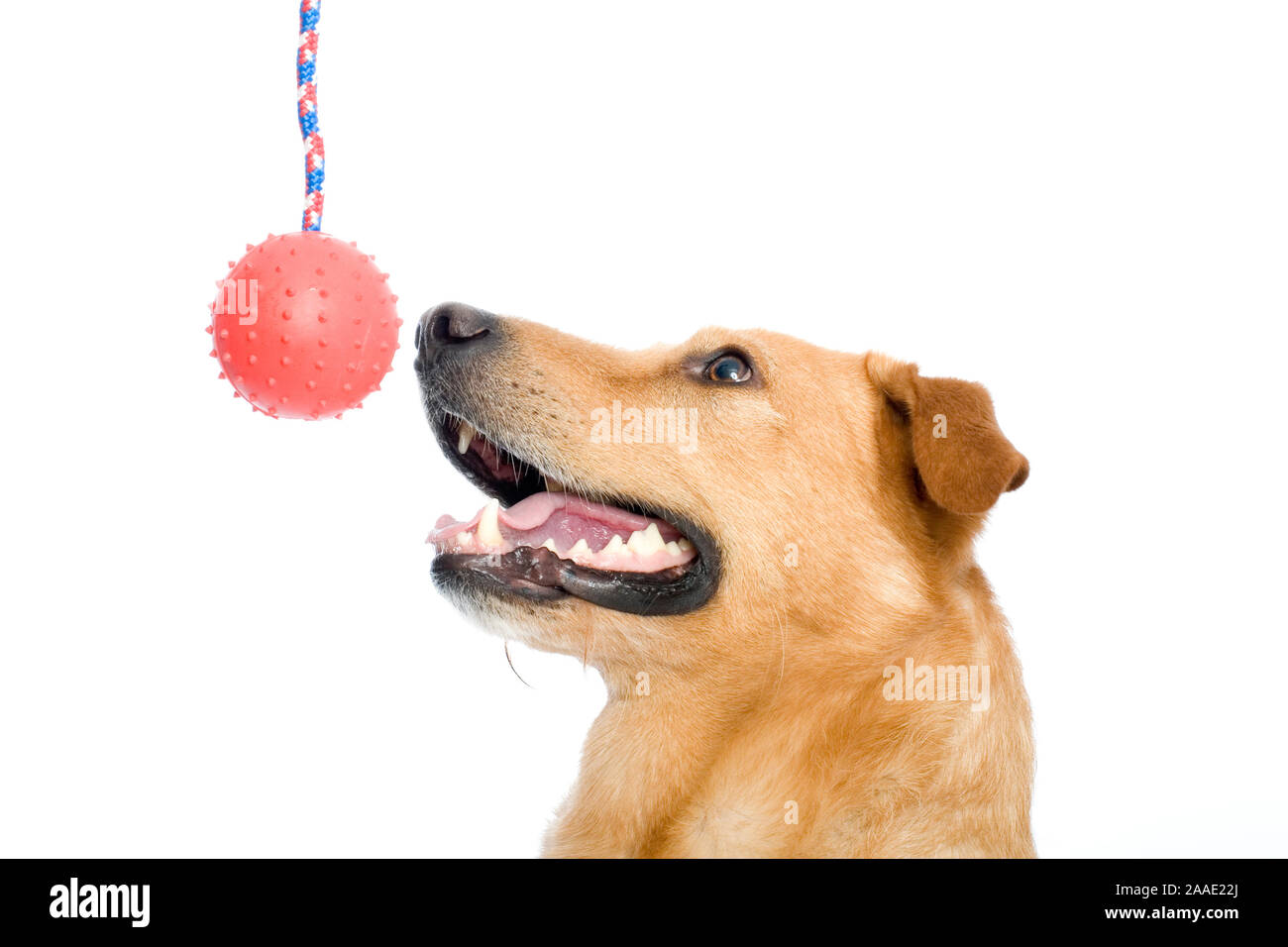 Hund (Retriever-Schnauzer-Mix) mit Spielzeug Foto Stock