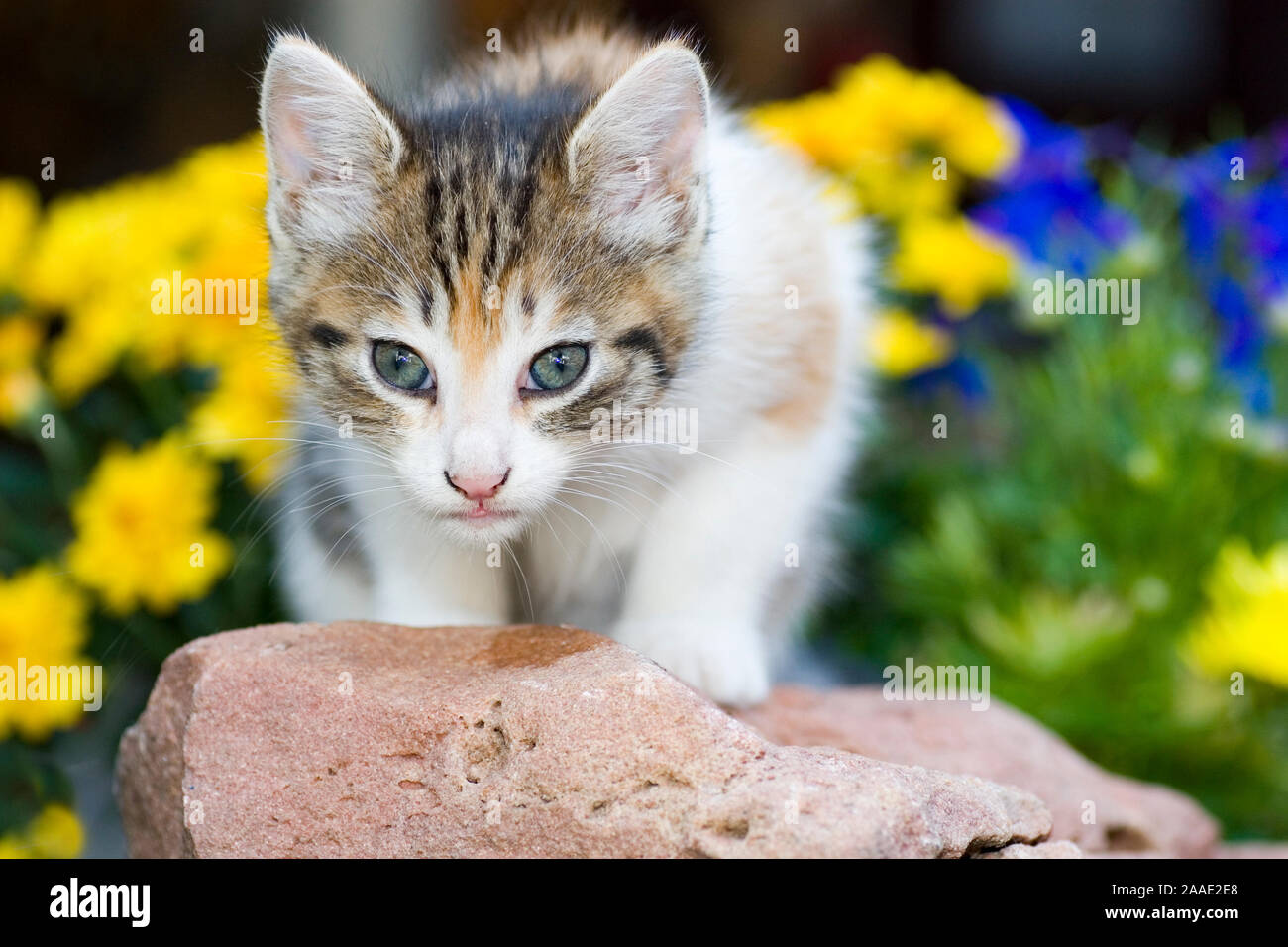 Junge Katze sitzt auf einem Stein Foto Stock