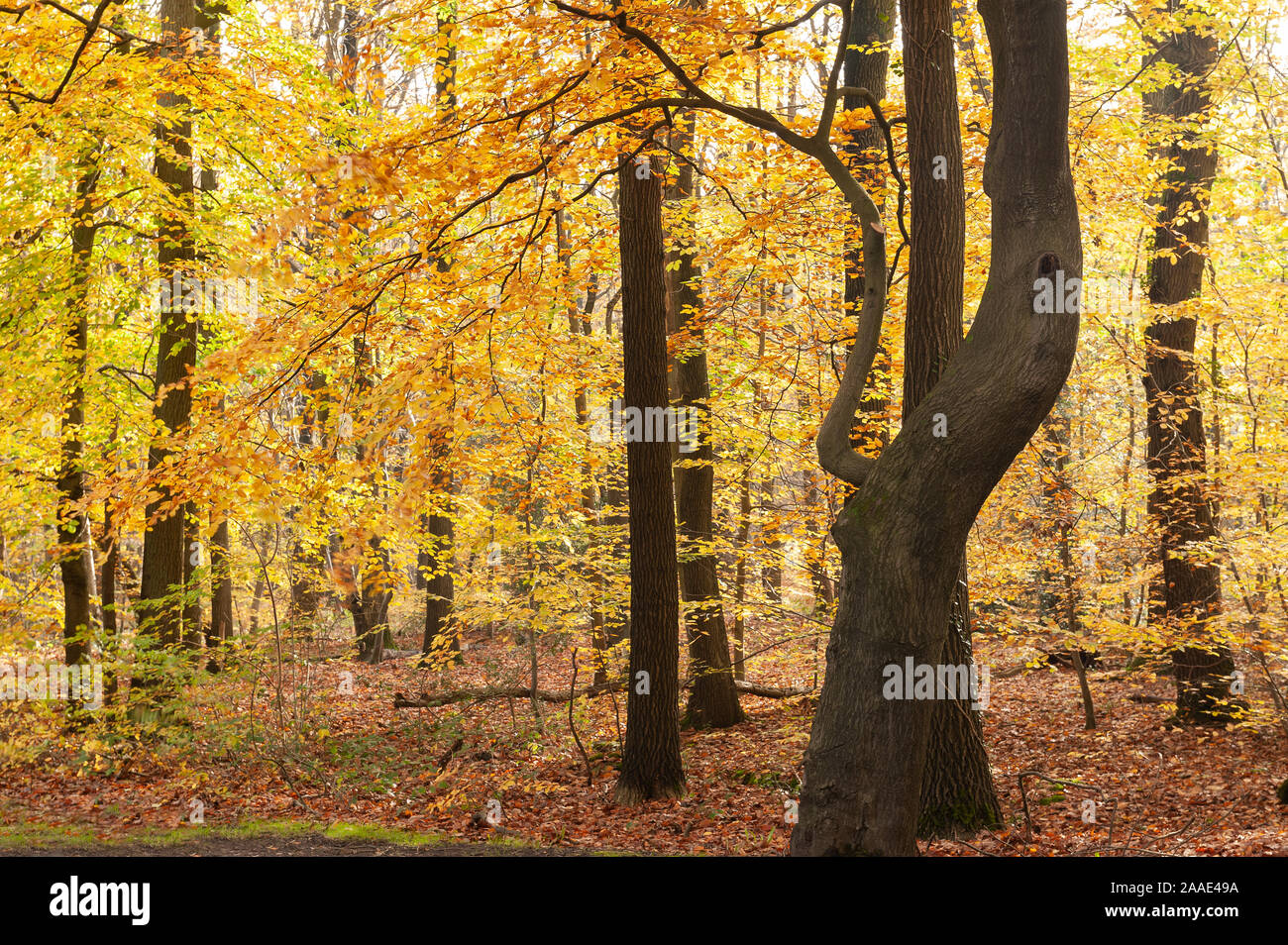 Bella edificante luminosi colori dell autunno in Fagus sylvatica, faggio, bosco, la regina britannica di alberi Foto Stock