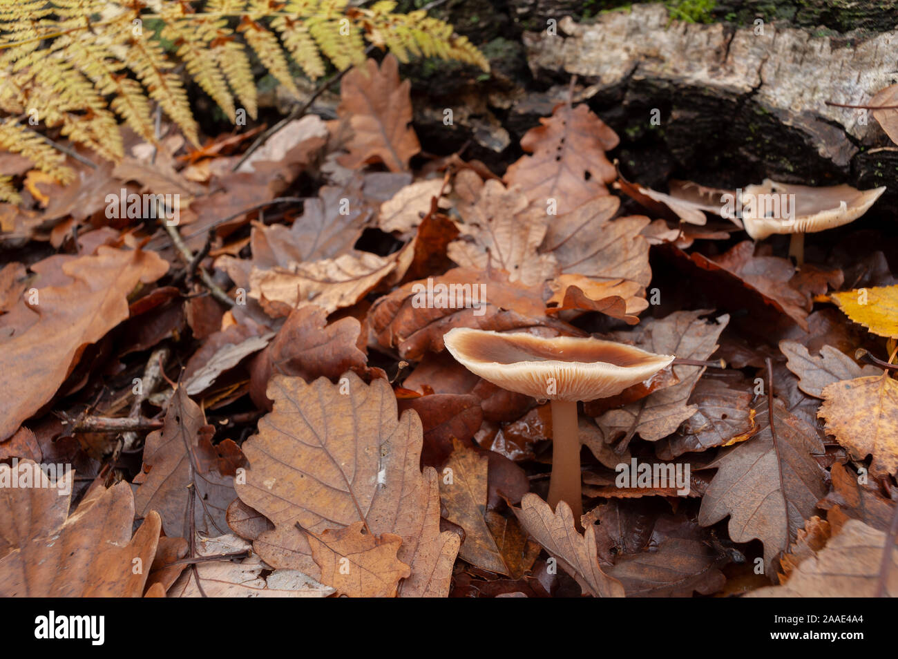 Senza branchie Lactarius fungo fungo sul bosco di latifoglie forest floor tra boschi di querce e di foglie di faggio Foto Stock