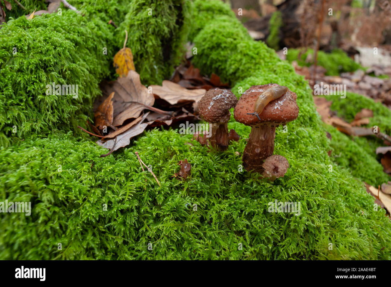 Comune di colore verde scuro tamerice moss, Thuidium tamariscinum, ricoperto di argento moncone di betulla decaduto nel bosco di latifoglie con slug strisciando su miele fungo Foto Stock