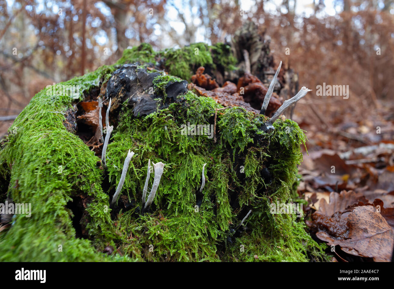 Comune di colore verde scuro tamerice moss, Thuidium tamariscinum, ricoperto di argento moncone di betulla decaduto nel bosco di latifoglie con candlesnuff Xylaria hypoxylon Foto Stock