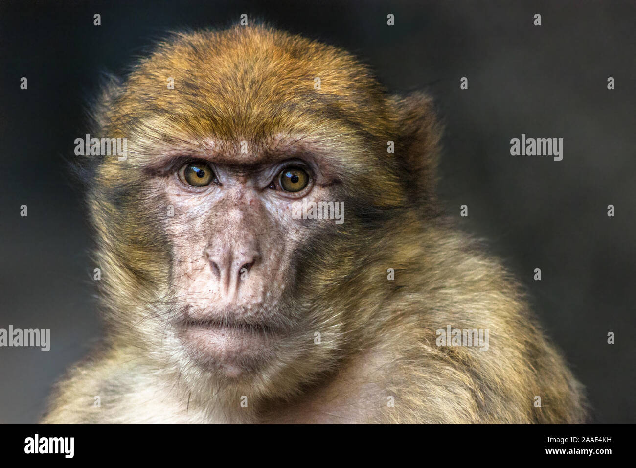 Closeup ritratto di wild Barbary macaque (Barberia ape, magot, Macaca sylvanus) maschio alfa in cedro foresta vicino Azrou in Marocco. Foto Stock