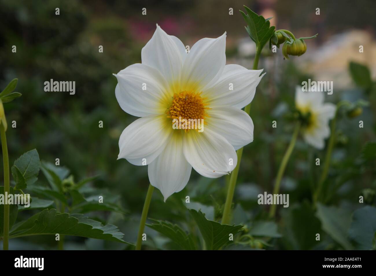 Bianco, giallo Giardino Cosmo, messicano Aster, Cosmos bipinnatus Foto Stock