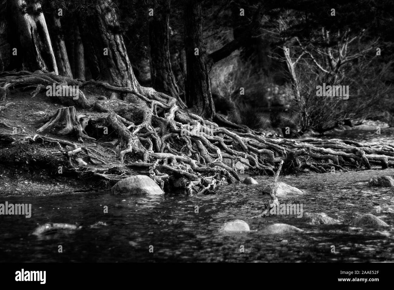 Erosione delle radici di un vecchio pino silvestre albero a Loch un Eilein, (loch dell'isola) Rothiemurchus Forrest, Scozia. Foto Stock