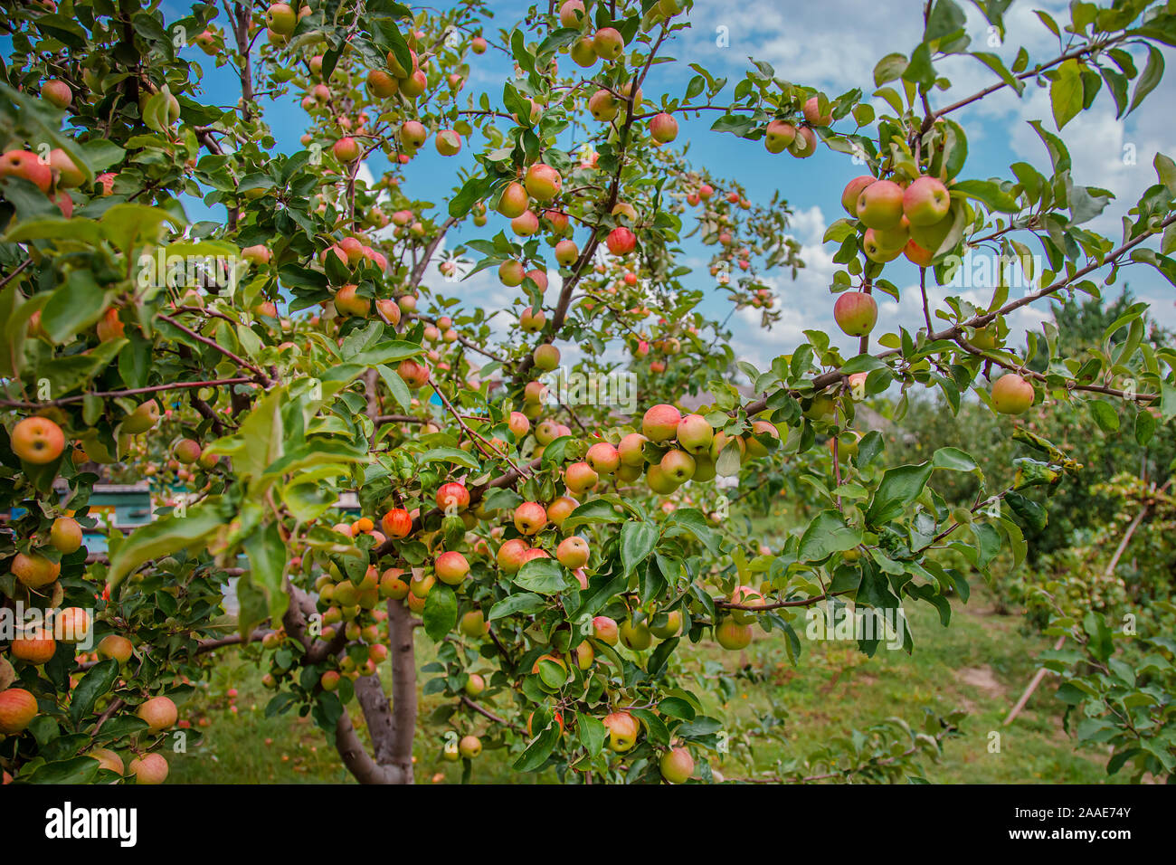 ** ALBERO dell/'anno 2013 ** Malus sylvestris//europeo MELA selvatici