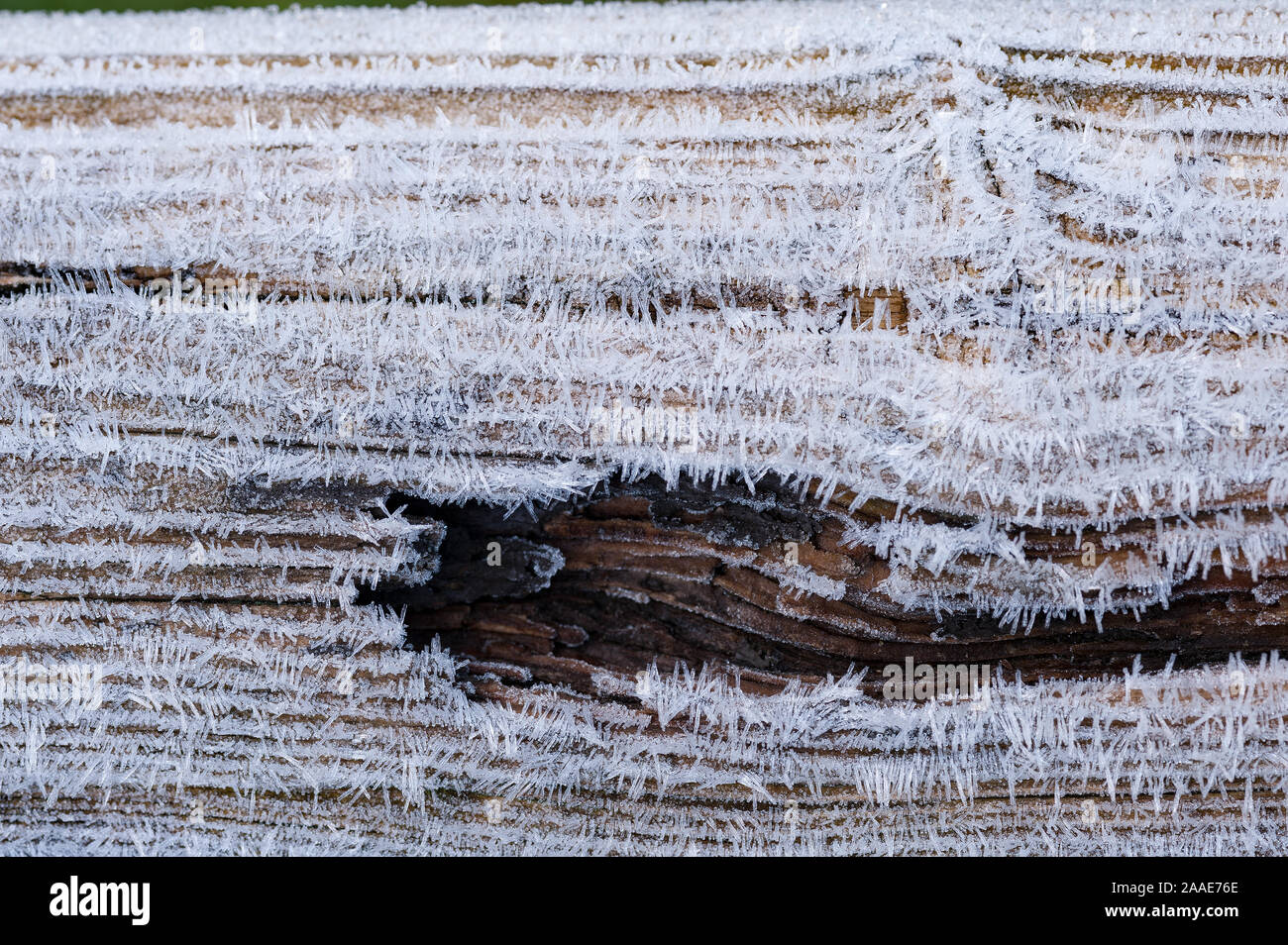 Brina, deposito di cristalli di ghiaccio sulla staccionata in legno esposto all'aria libera li rivestimento in aghi di ghiaccio che illustra a grana di legno Foto Stock