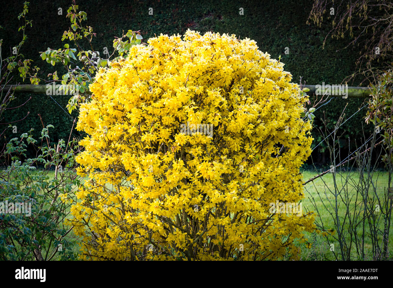 Un fantasticamente Addobba la fioritura di forsitia arbusto soffocato in colore giallo brillante broccoli a metà primavera in un giardino Inglese UK Foto Stock