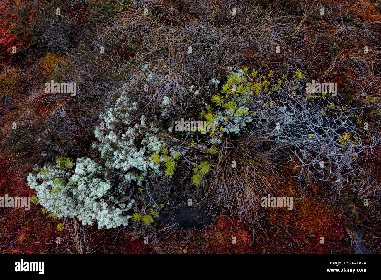 Colori d'autunno moss nel bog Foto Stock
