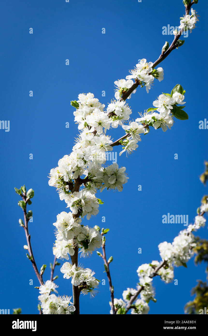 Fiore bianco fioritura su un unnamed Damson piantina in un giardino inglese in aprile Foto Stock