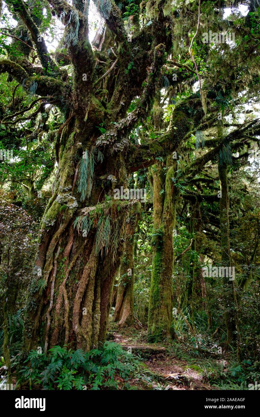 Foreste vergini a piedi sotto il Monte taranaki con epifite, Egmont National Park, vicino a Stratford, costa ovest dell'Isola del nord, Nuova Zelanda Foto Stock