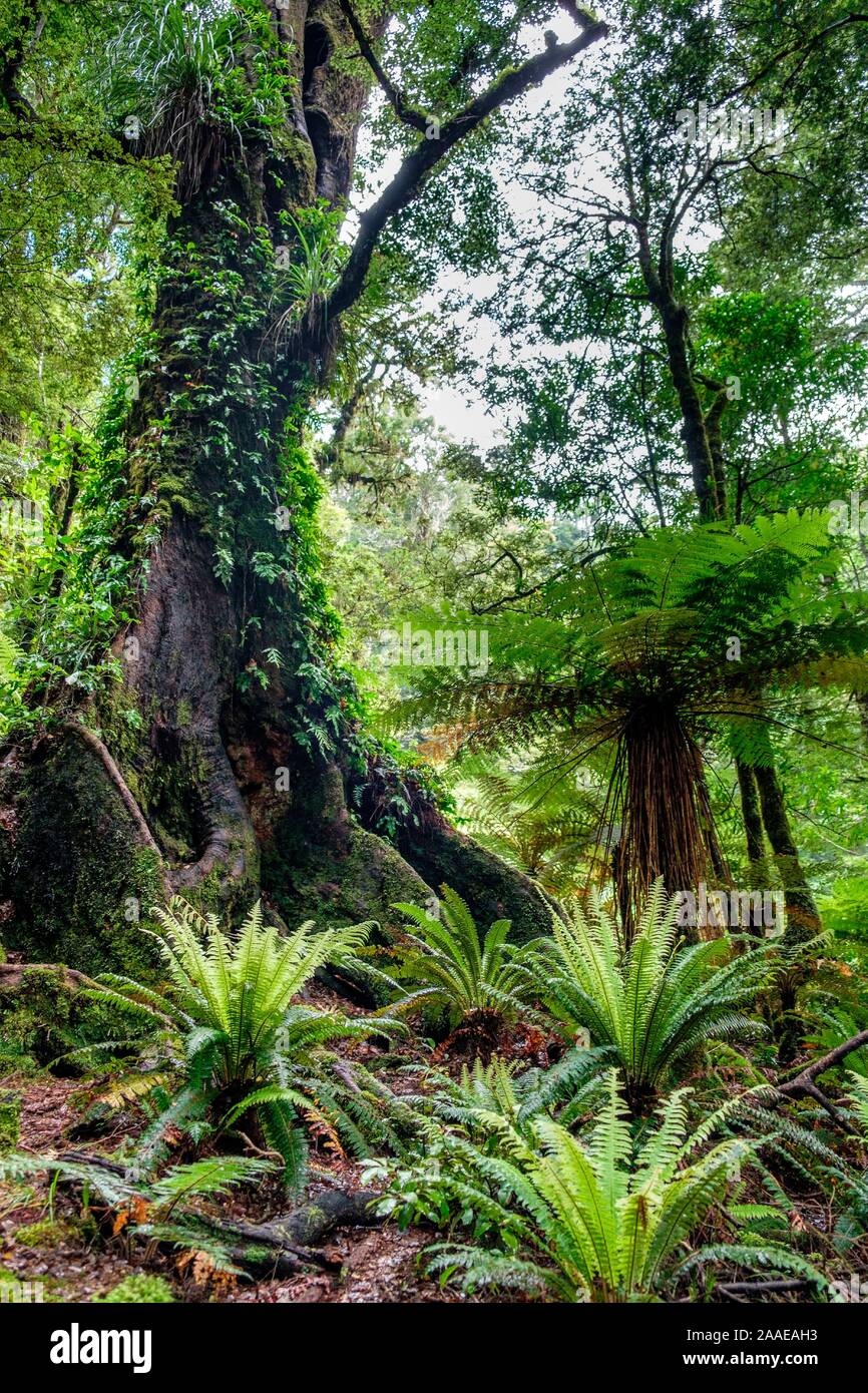 Sentiero attraverso la foresta con gli epifiti al Lago Waikareiti per Te Urewera, Hawkes Bay Regione, Isola del nord, Nuova Zelanda Foto Stock
